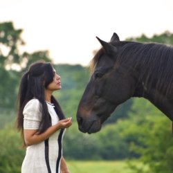Elemental Horse Wisdom Course