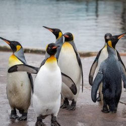 Early Access Tours: Penguins and Festive Fun