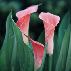 Brunswick in Bloom Garden Tour