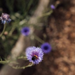 Big Bloom Bio Blitz 🐝