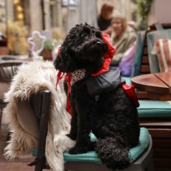 Cockapoo Cafe Halloween - London