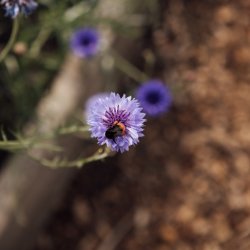 Sheffield Flower Festival - 'The Benefits of Wildflowers and Attracting Pollinators’ with Derbyshire Wildlife Trust