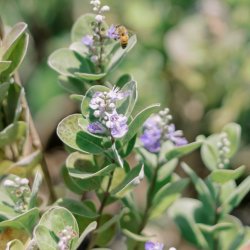 Native Plant Propagation Class: Coastal Species