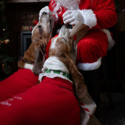 MEET SANTA PAWS AT THE FIREPIT - DOG FRIENDLY CHRISTMAS PHOTOSHOOT (MRS MURRAY'S CHARITY FUNDRAISER)