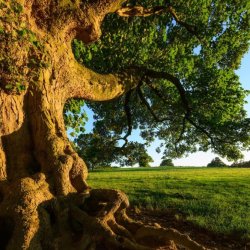 Forest Bathing + Sound Immersion