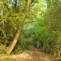Wickham Bishops - Picture of autumnal leave and trees down a winding path