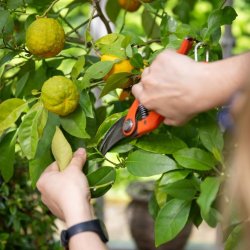 Atelier jardinage : semis et boutures
