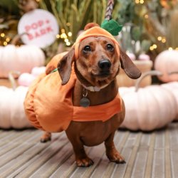 Dachshund Cafe Halloween - Newcastle