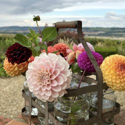Divine Dahlias Workshop