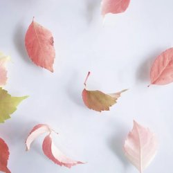 Colorful Falling Leaves | Produced by Chuck Fink