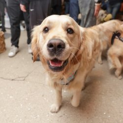 Golden Retriever Cafe - Derby
