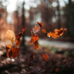 Voices of the living world: sound and song gathering