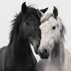 Owning Your Shadow: Black Horse Wisdom Weekend
