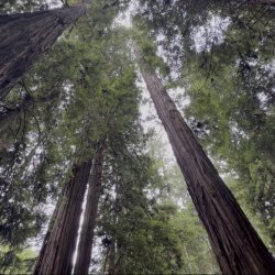 LAWPC Redwoods Release