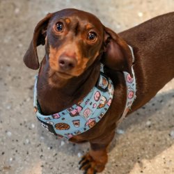 Dachshund Cafe - Surrey