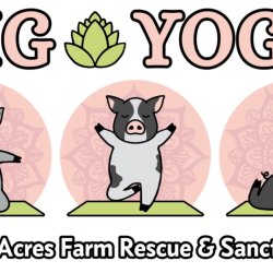 Pig Yoga