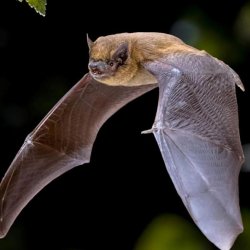 Ouseburn Way: Bat Walk