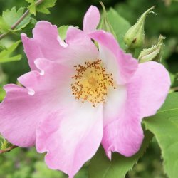 A Day With Herbs- Beginners Course