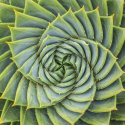 Practicing Energy Healing for the Land