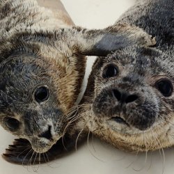 A Seal | Zuid-Holland