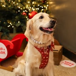 Golden Retriever Cafe Christmas - Liverpool