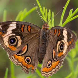 Guided Tour: Native Plants and Pollinators
