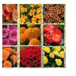 Our three types of hanging basket colour mixes