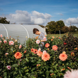 The Great Dahlia Dig & Grow-a-Long!