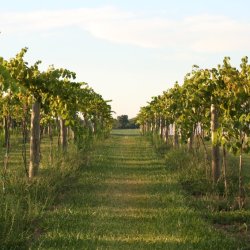 Local Food Week