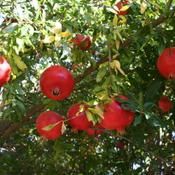 Parnasa*  -  Rewiring Wealth Consciousness for Jewish Songleaders