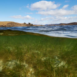 There is seagrass in Findhorn Bay