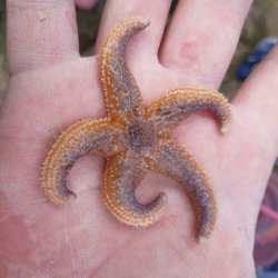 Starfish held in a hand. Found in a rock pool on a Land of Iron rock pooling event in Skinningrove.