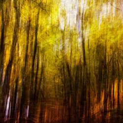 A woodland near Painswick in Autumn