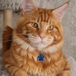 An Afternoon with Dollzuki Maine Coon Cats