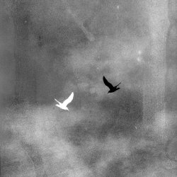 All About The Birds