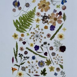 “Pressed to Impress:” Creative Flower Pressing