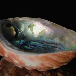 Abalone Stories:  Loss, Connection, Renewal