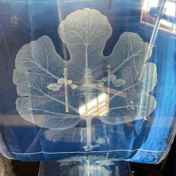 T15. Solar Cyanotypes in Post-Industrial Ecologies with Paula Roush