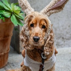 Cocker Spaniel Cafe Halloween - Cardiff