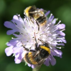 Open Wildlife & Kitchen Garden