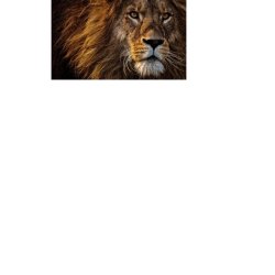 Quiet Day - Waiting for the Lion