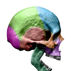 2027 SOT Advanced Module - Cranial Suturals