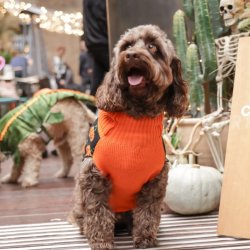 Cockapoo Cafe Halloween - Manchester