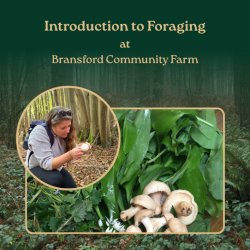Introduction to Foraging