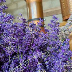 Lavender blooms in front of a copper still