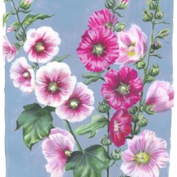 Botanical Watercolour & Creative Wellness Workshop with Susannah Taylor