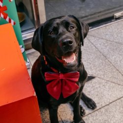 Labrador Cafe Christmas - Liverpool