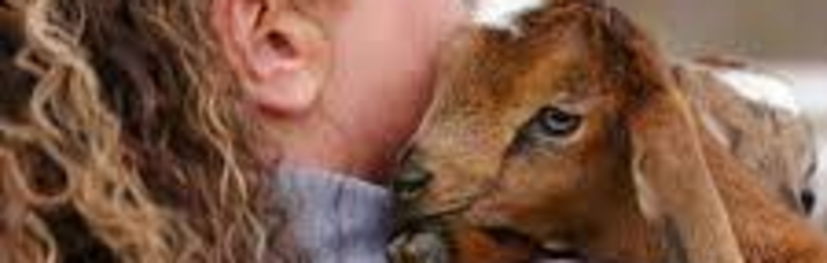 Baby Goat Snuggle at Twin Creeks Brewpub
