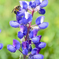 2 Hour Gothic Campus Interpretive Wildflower Hike