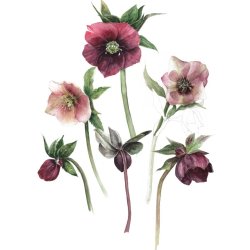 Gail Jones - The Art of  Botanical Watercolours -  Course of 6 workshops